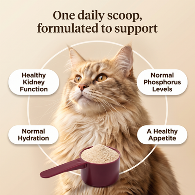 One daily scoop of Struts Kidney, formulated to support healthy kidney function, normal phosphorus levels, normal hydration, and a healthy appetite