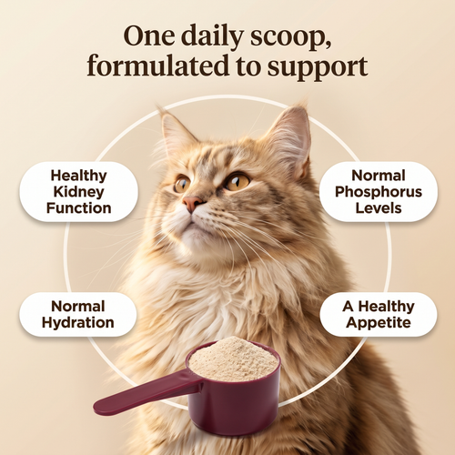 Daily Kidney Support Powder